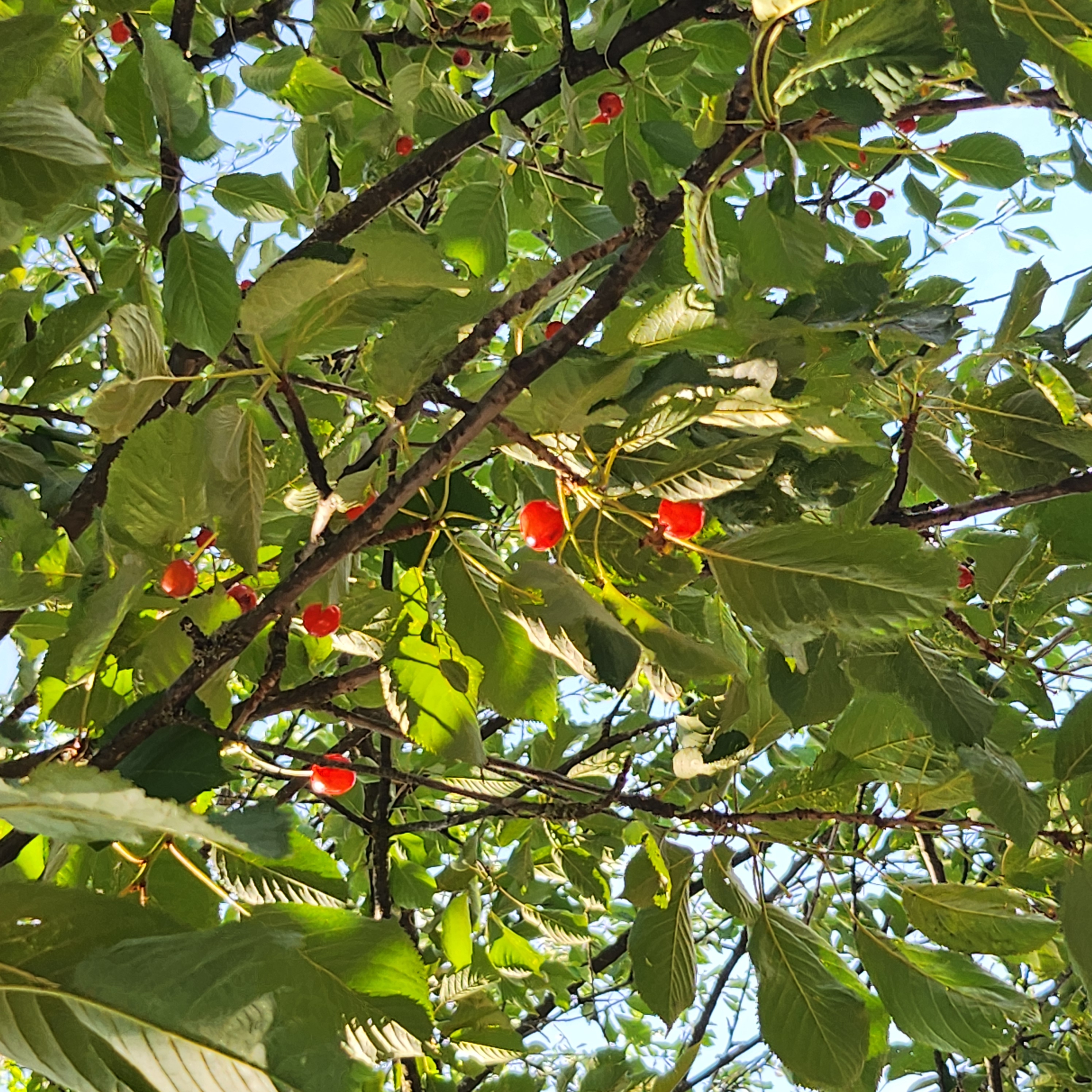 BERRIES 4 THE BIRDS PROLLY PT 2