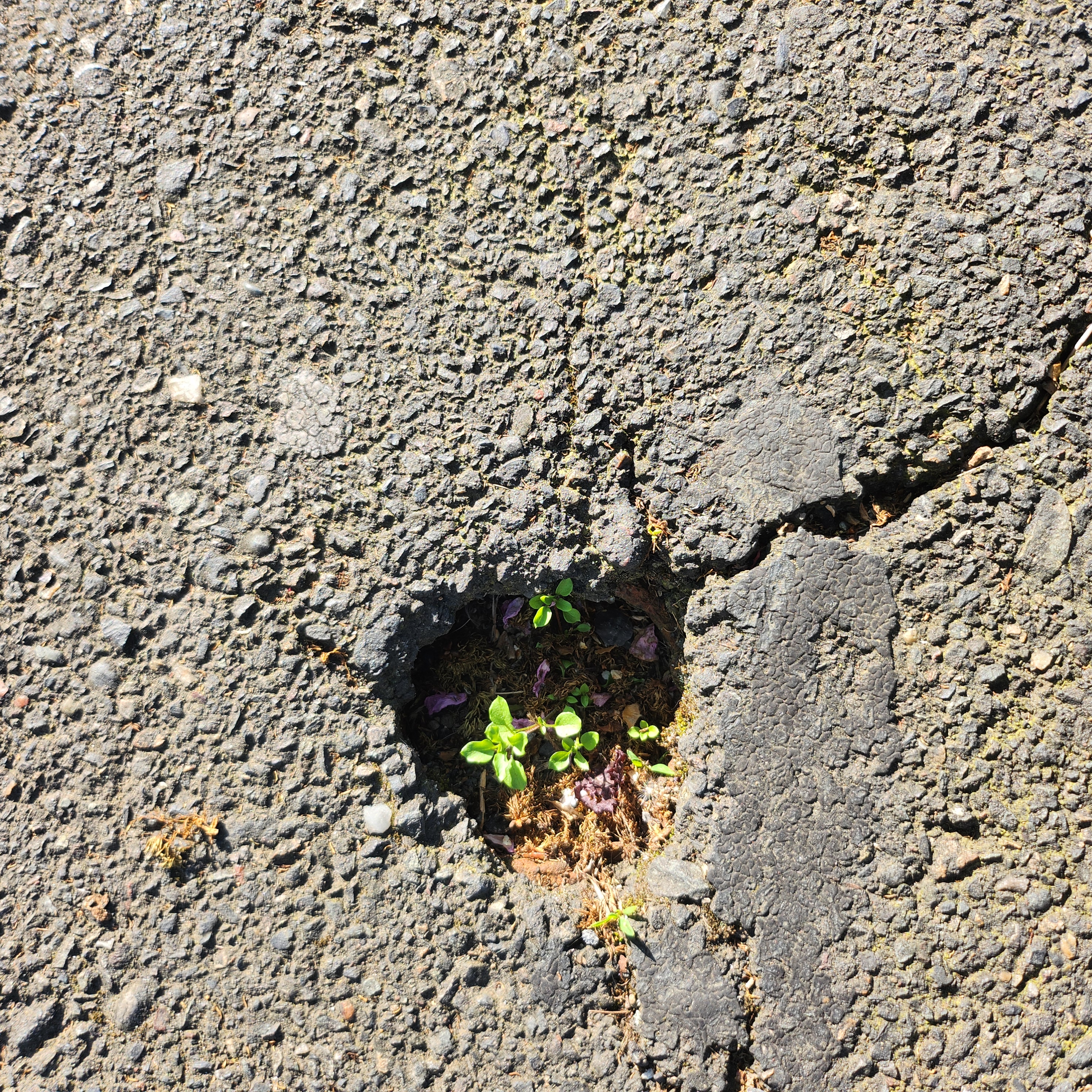 hope springs eternal