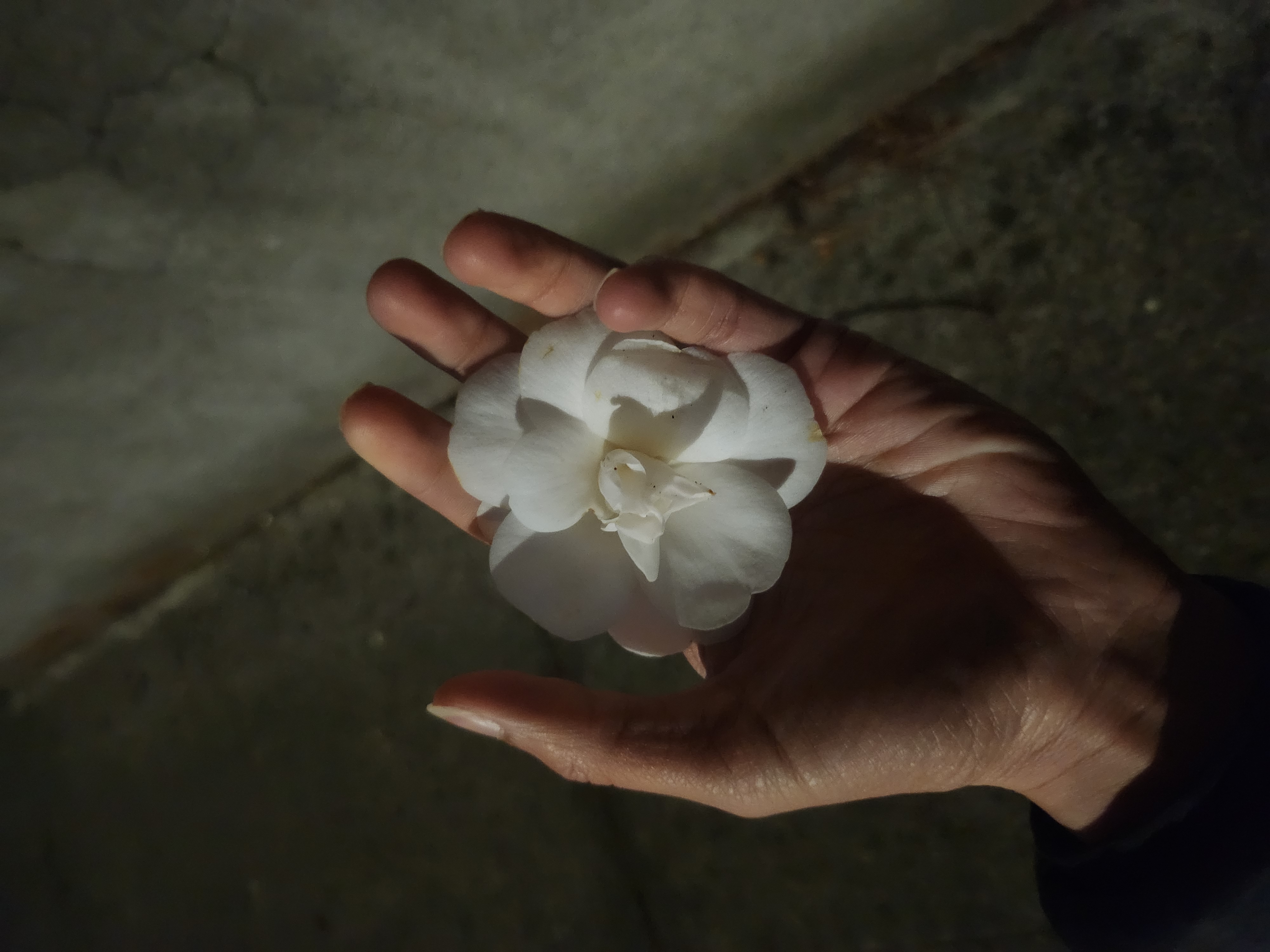 fleur